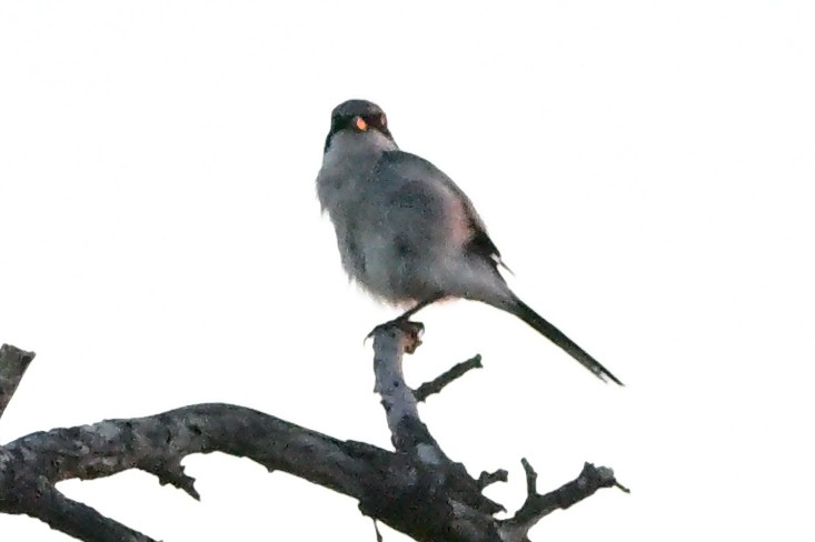 Loggerhead Shrike - ML624155087