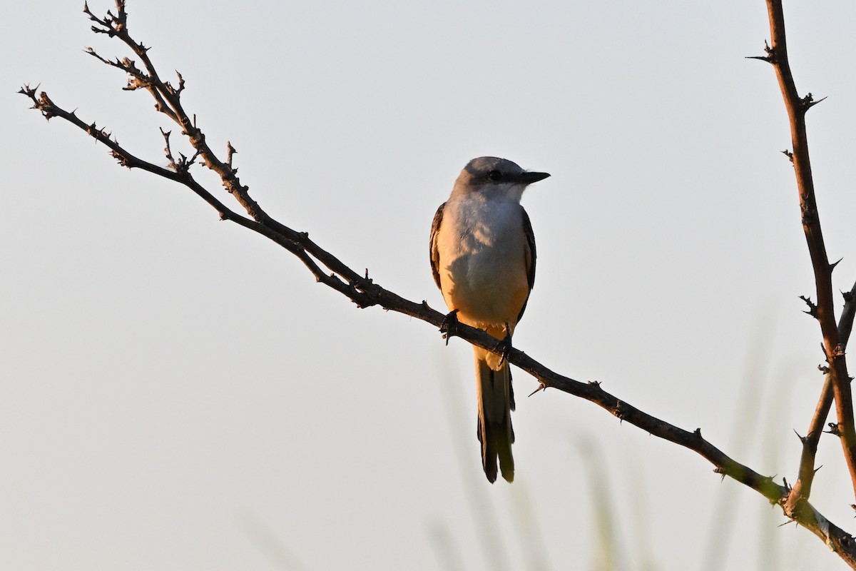 Scissor-tailed Flycatcher - ML624155097