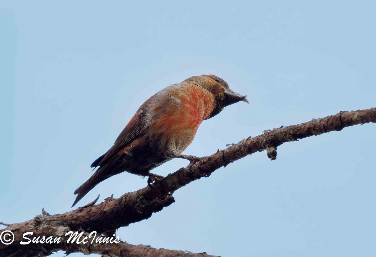 Red Crossbill (Dalat) - Susan Mac