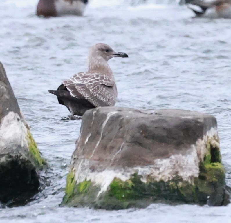 Herring Gull - ML624155106