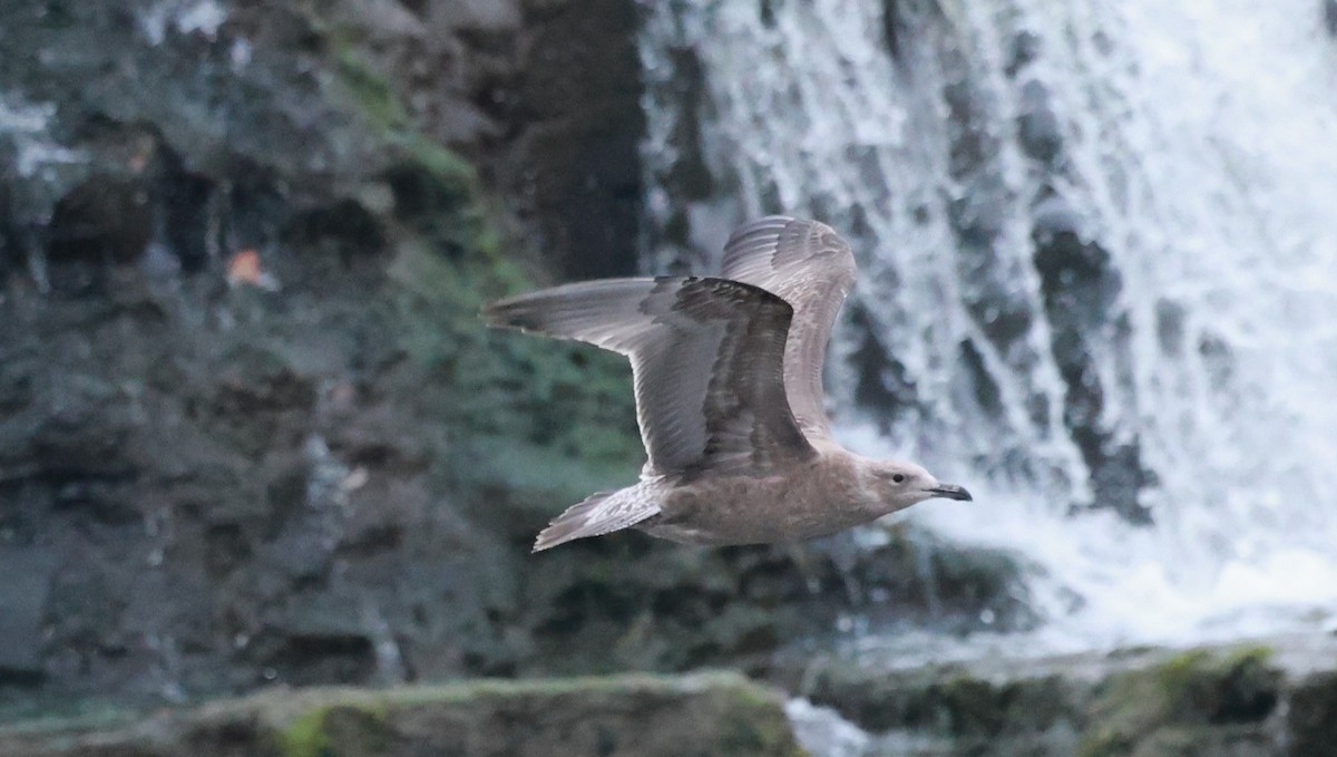 Herring Gull - ML624155107