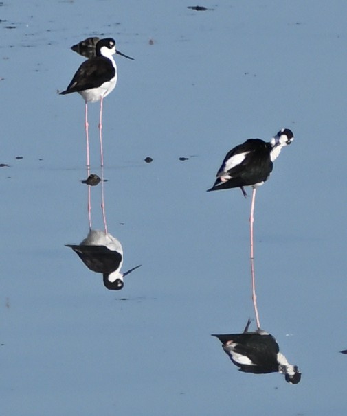 Black-necked Stilt - ML624155109