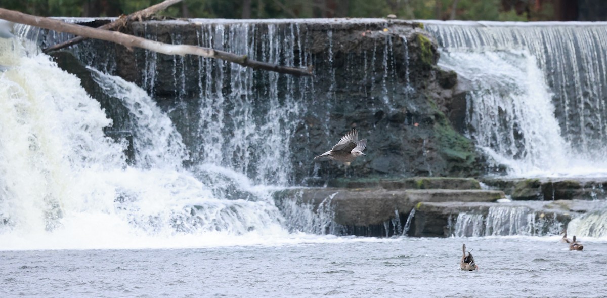 Herring Gull - ML624155110