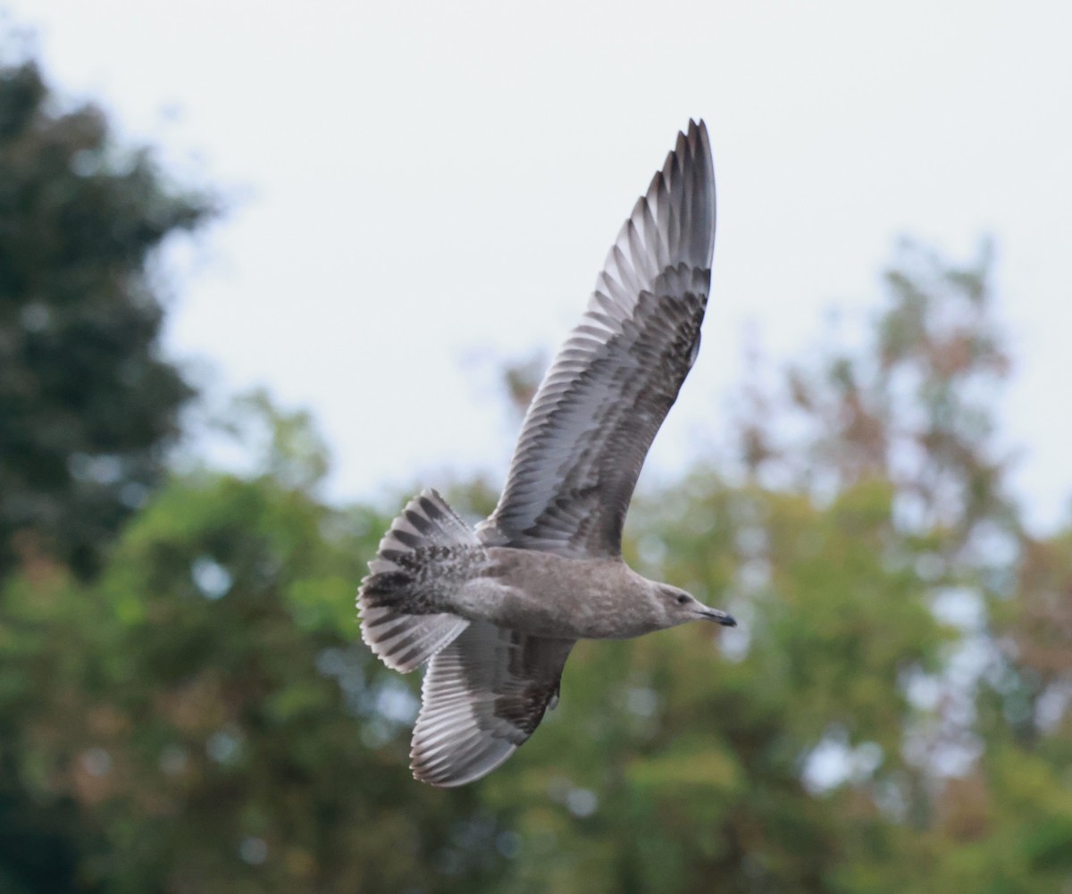 Herring Gull - ML624155111