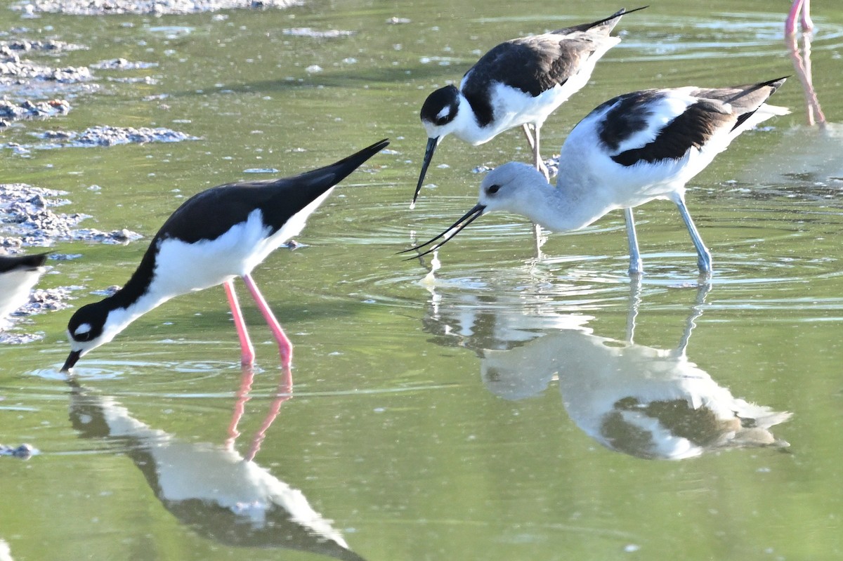 Black-necked Stilt - ML624155112