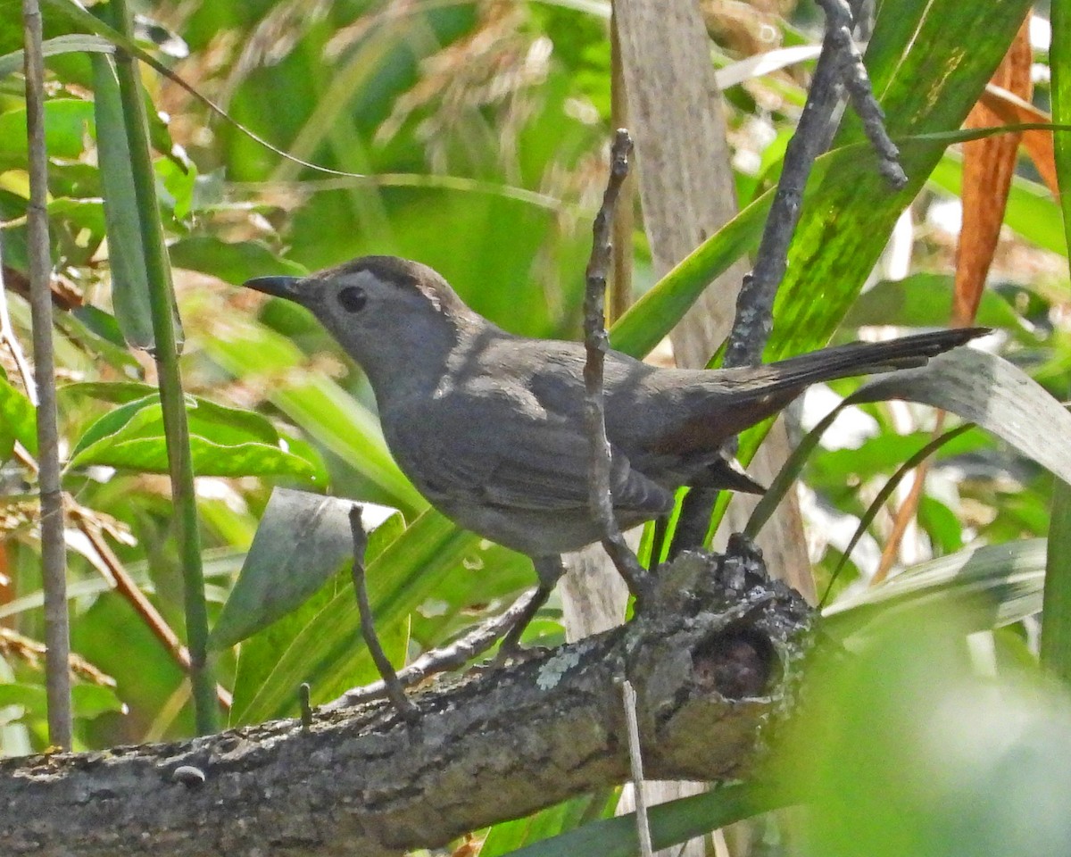 Gray Catbird - ML624155114