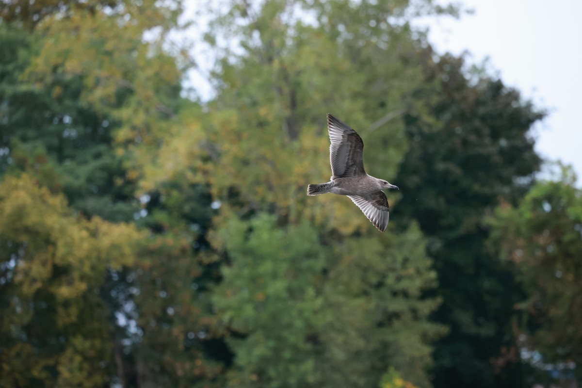 Herring Gull - ML624155115