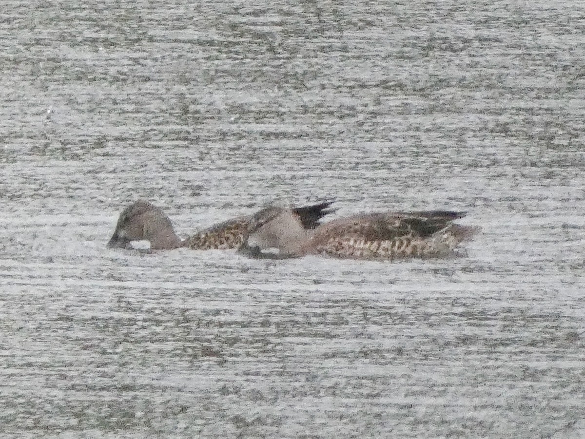 Blue-winged Teal - Larry Morin