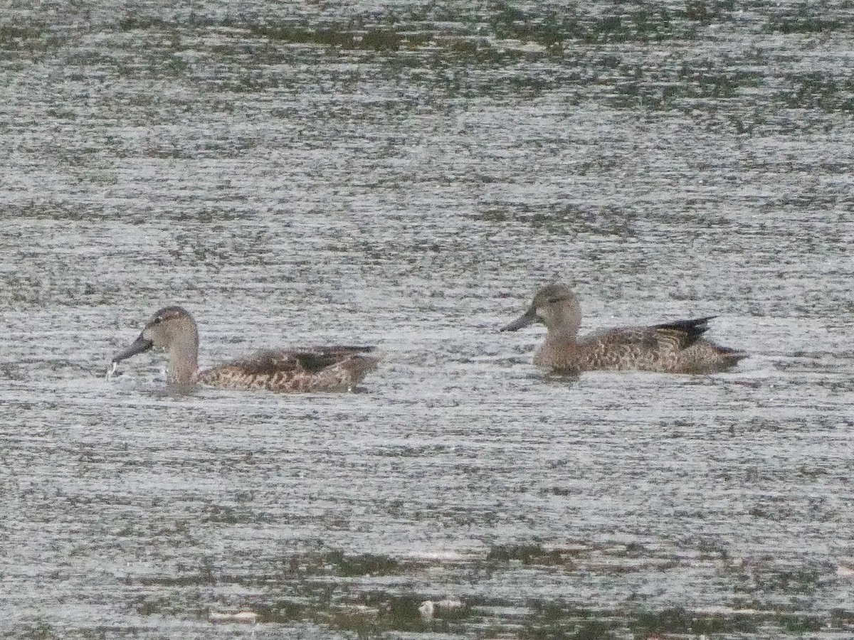 Blue-winged Teal - Larry Morin