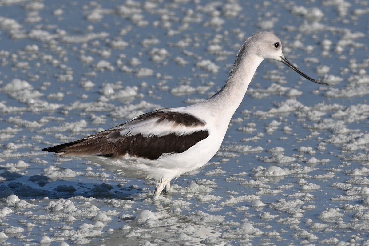 American Avocet - ML624155122