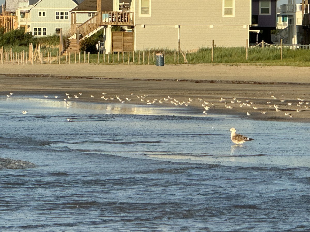 Least Tern - ML624155149