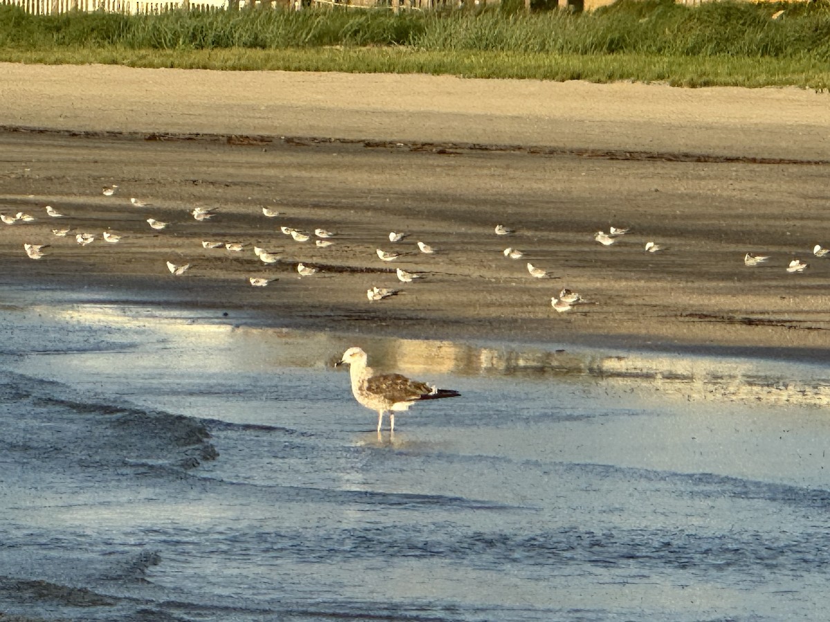 Least Tern - ML624155150