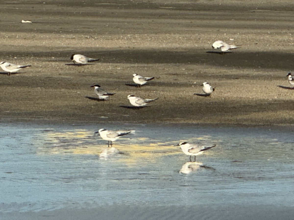 Least Tern - ML624155151