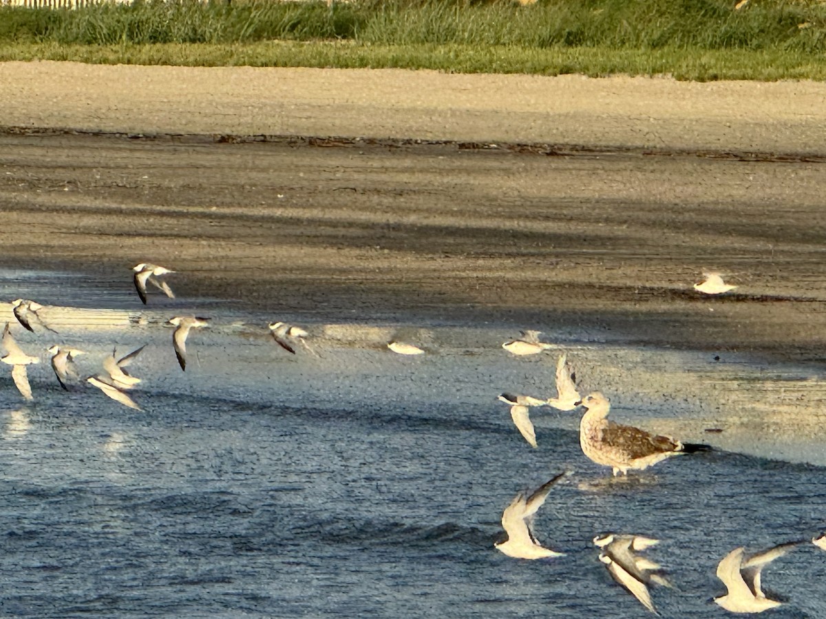 Least Tern - ML624155152