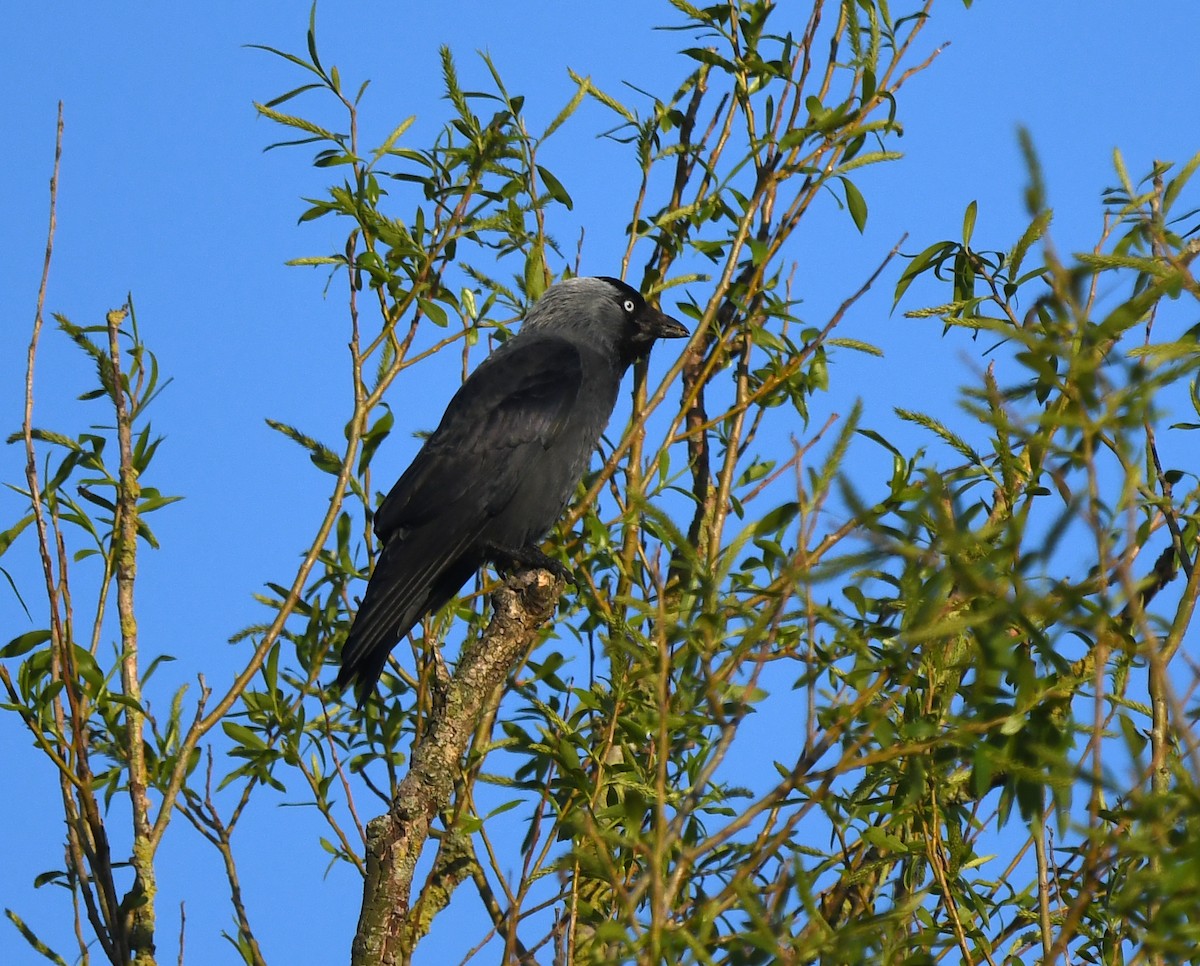 Eurasian Jackdaw - ML624155175