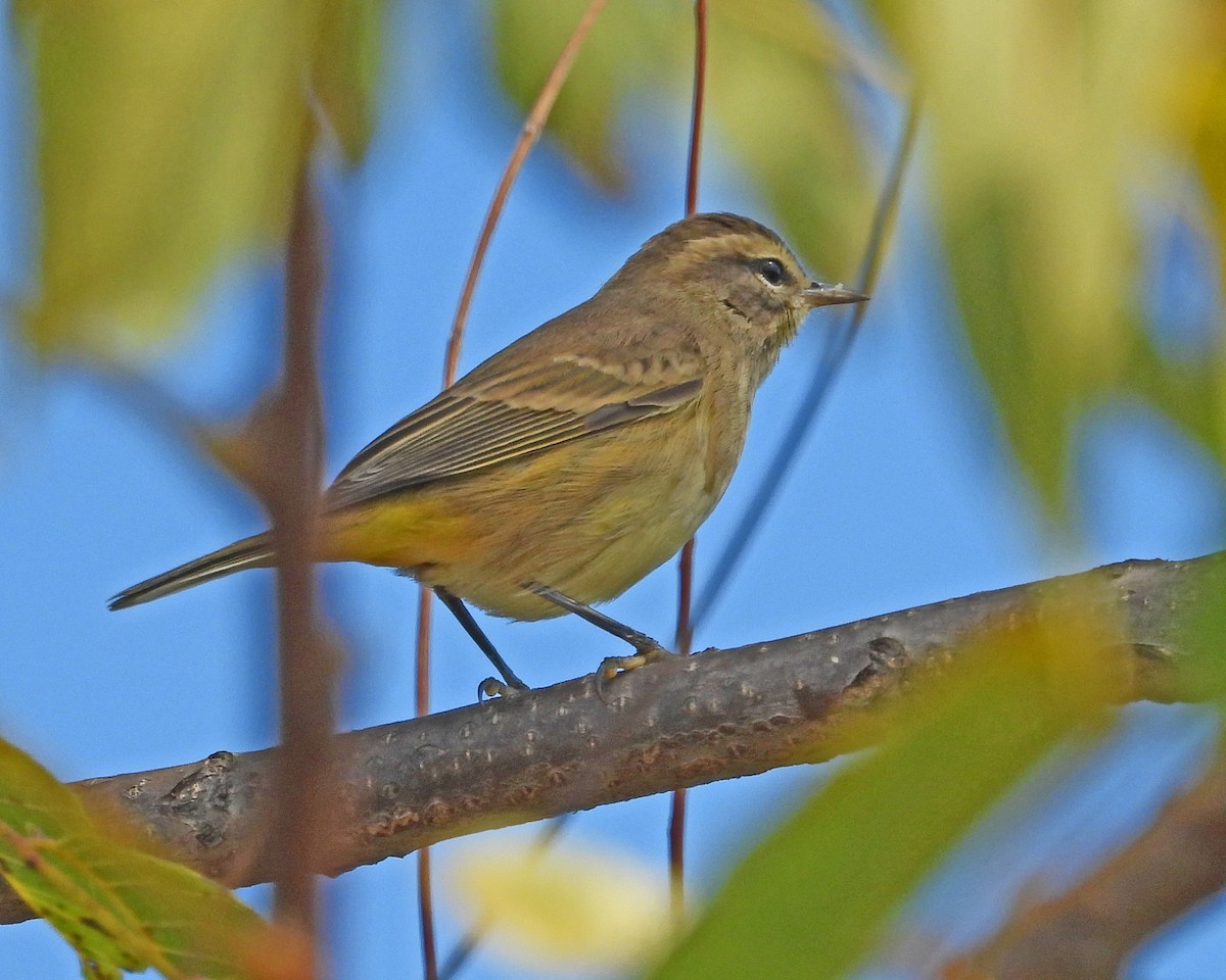 Palm Warbler - ML624155180