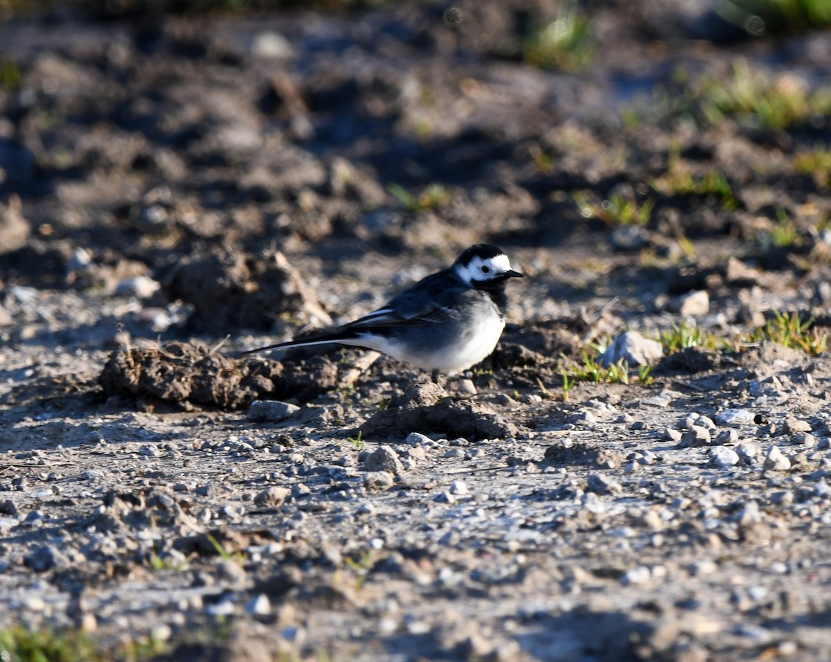 White Wagtail (British) - ML624155198