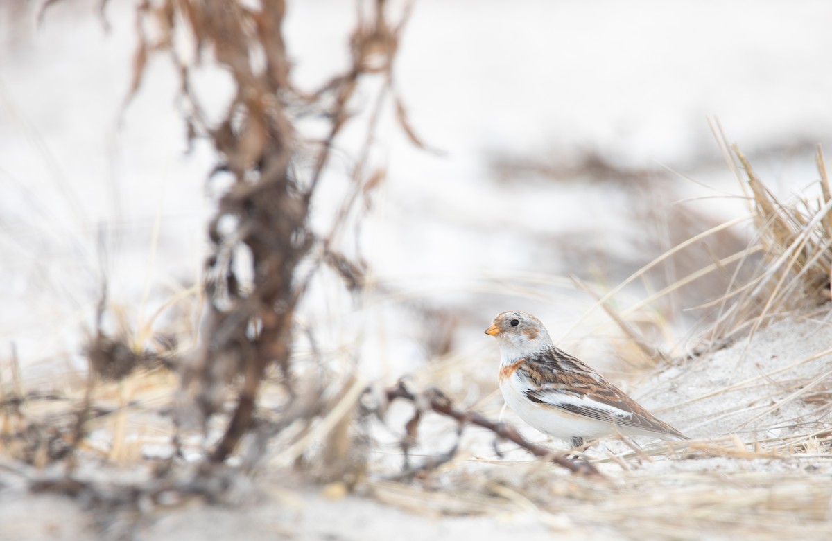 Snow Bunting - ML624155216