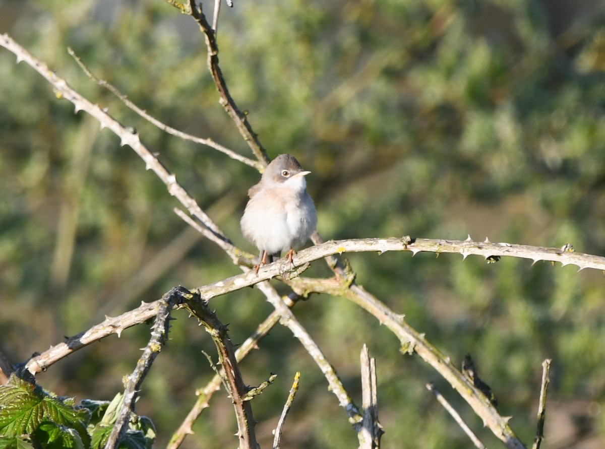 Greater Whitethroat - A Emmerson