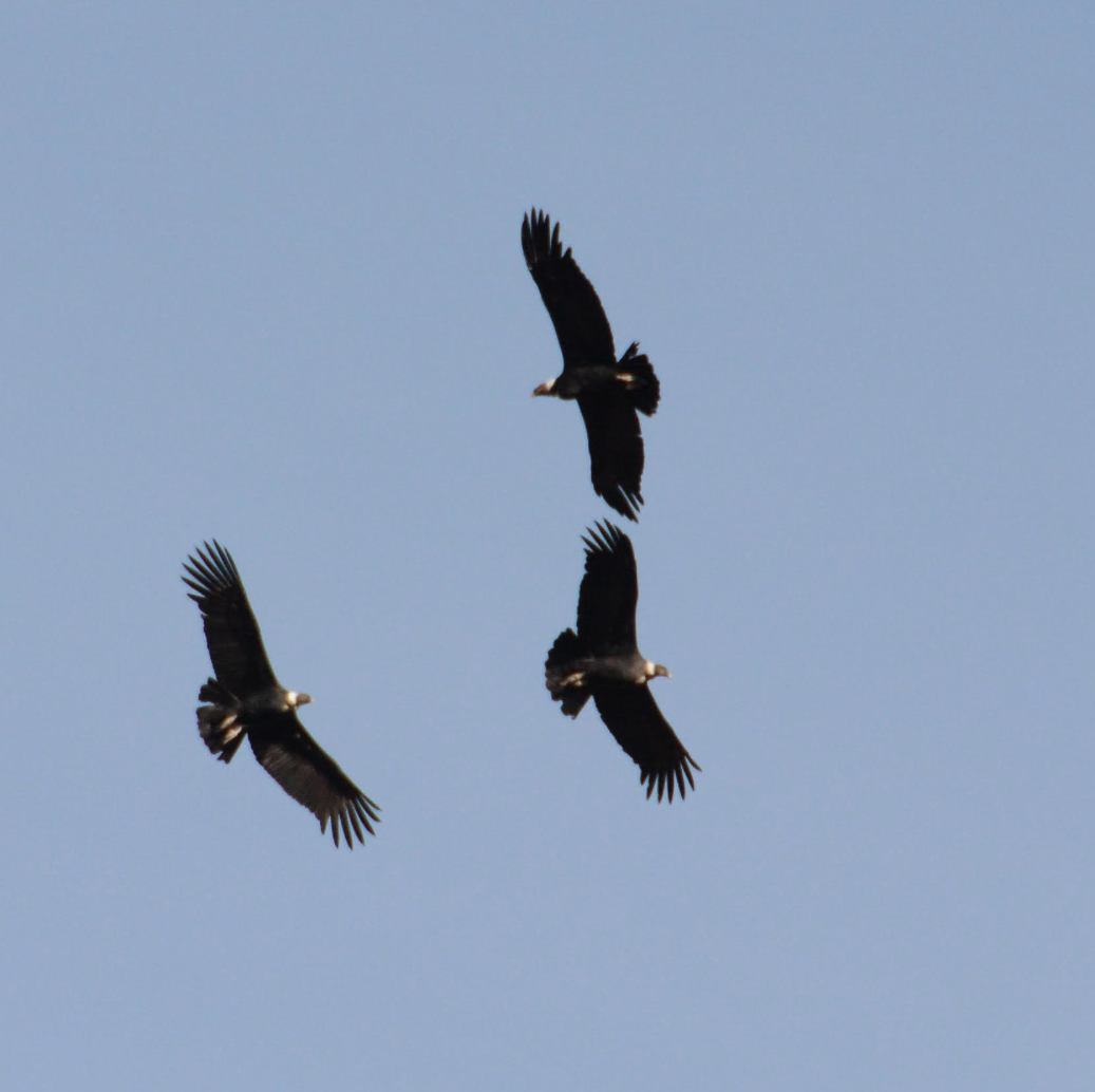 Andean Condor - ML624155218