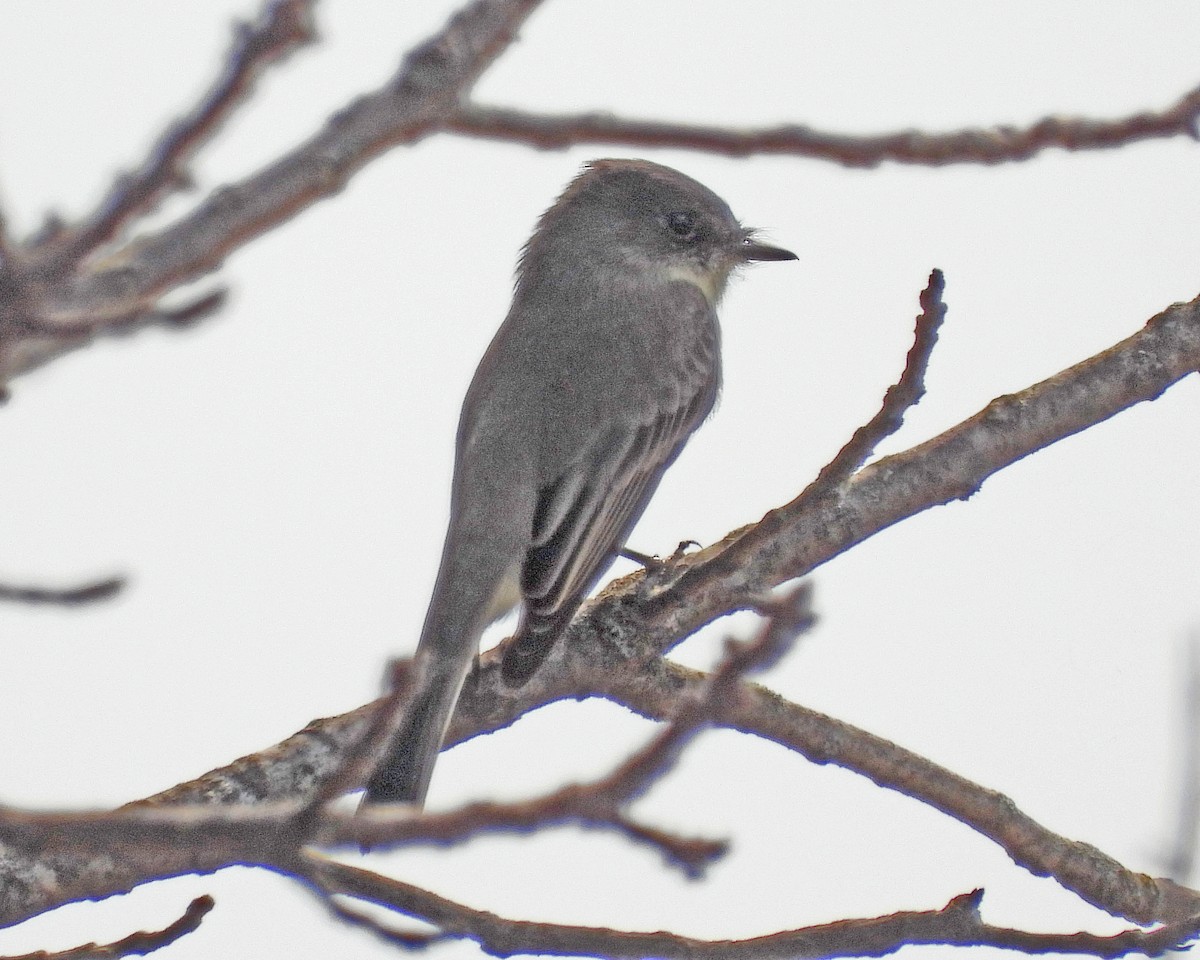 Eastern Phoebe - ML624155251