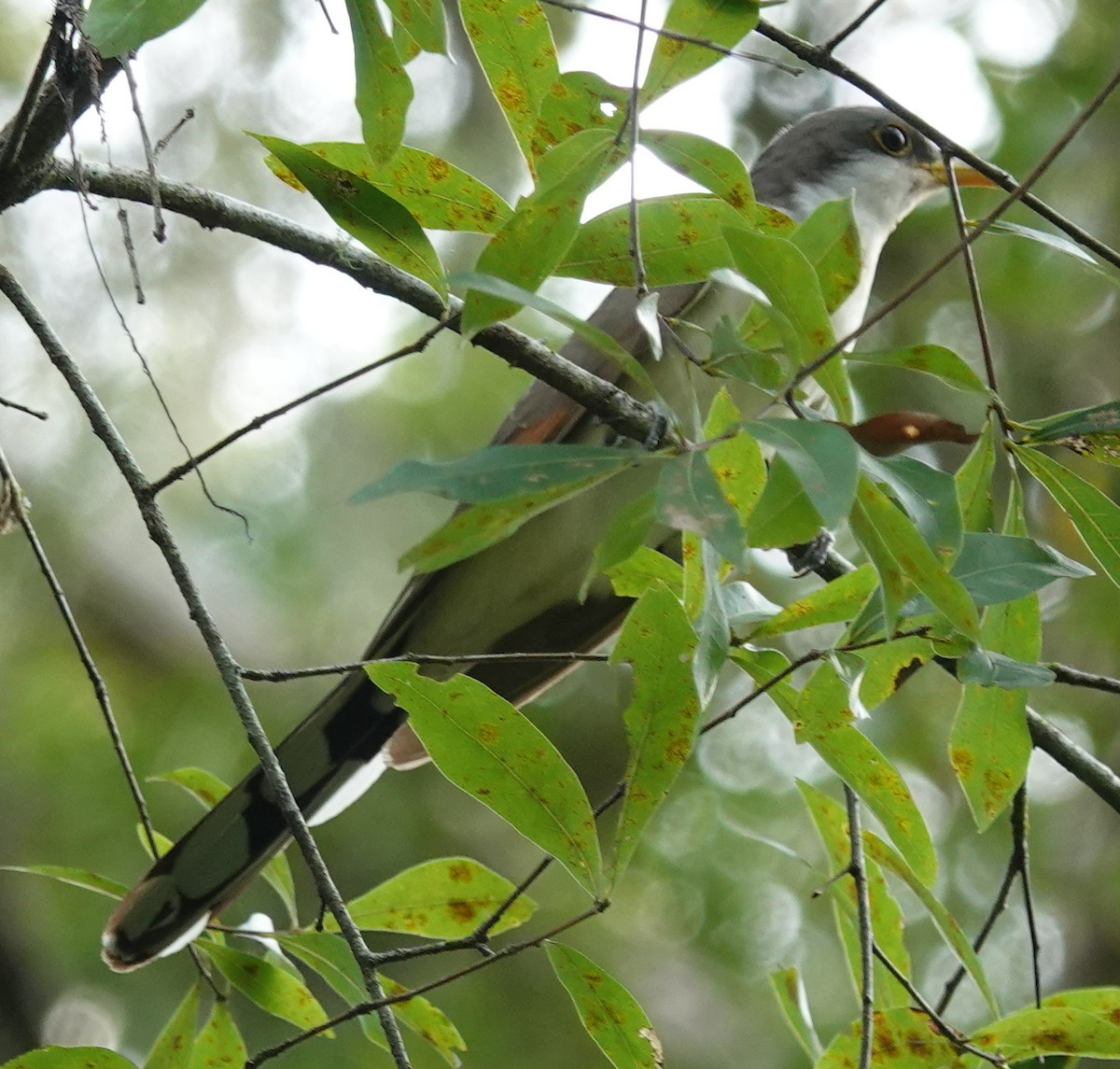 Yellow-billed Cuckoo - ML624155257