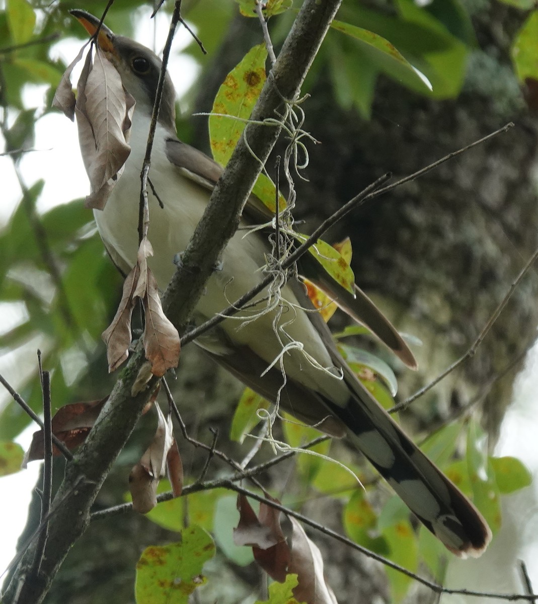 Yellow-billed Cuckoo - ML624155259
