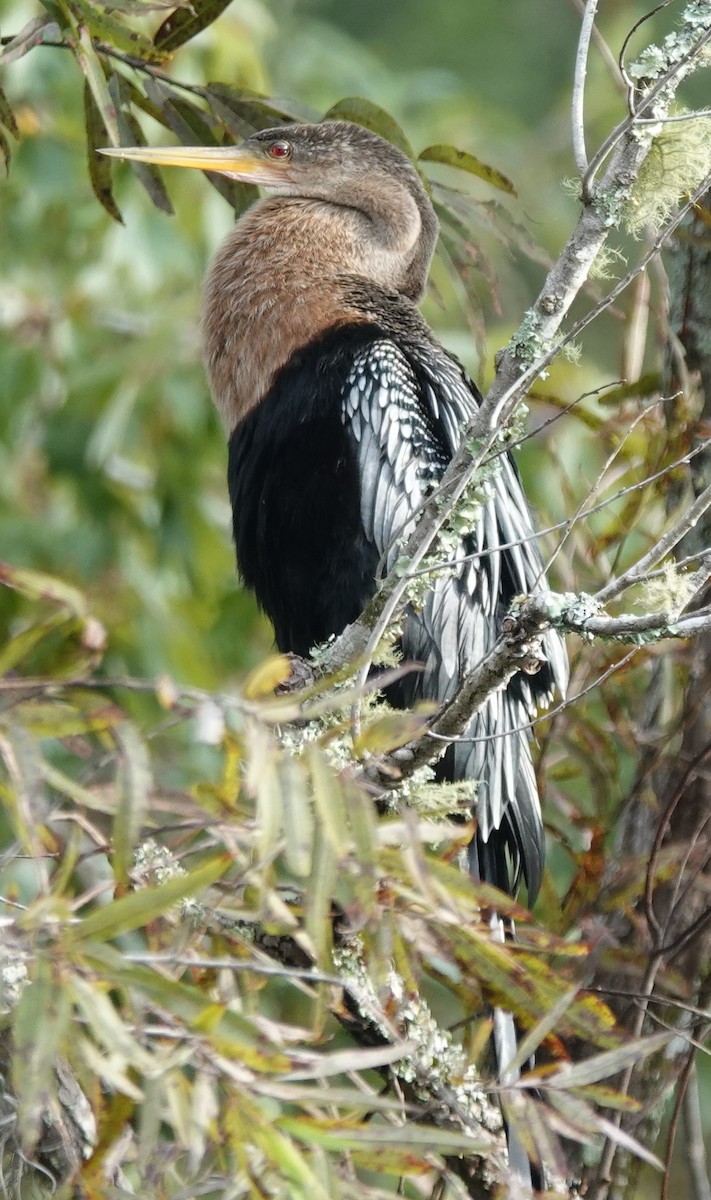 Anhinga - ML624155268