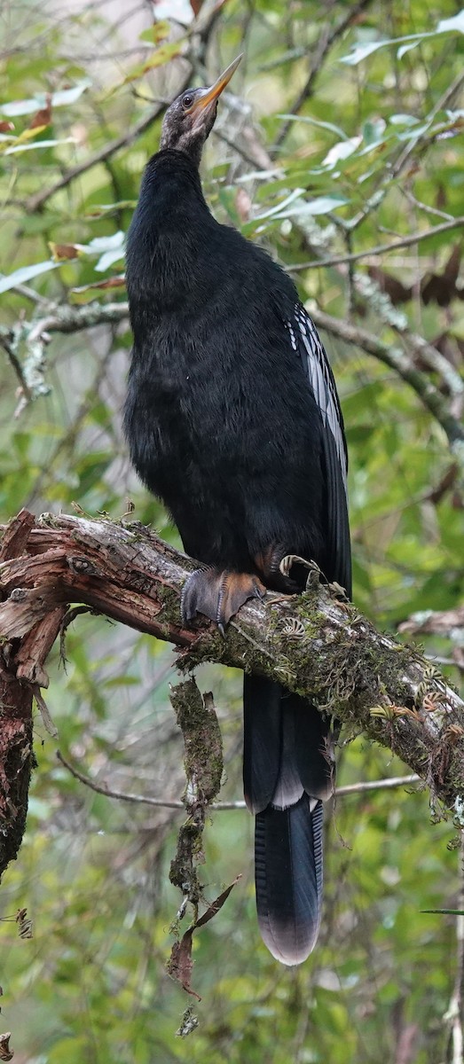 Anhinga - ML624155269