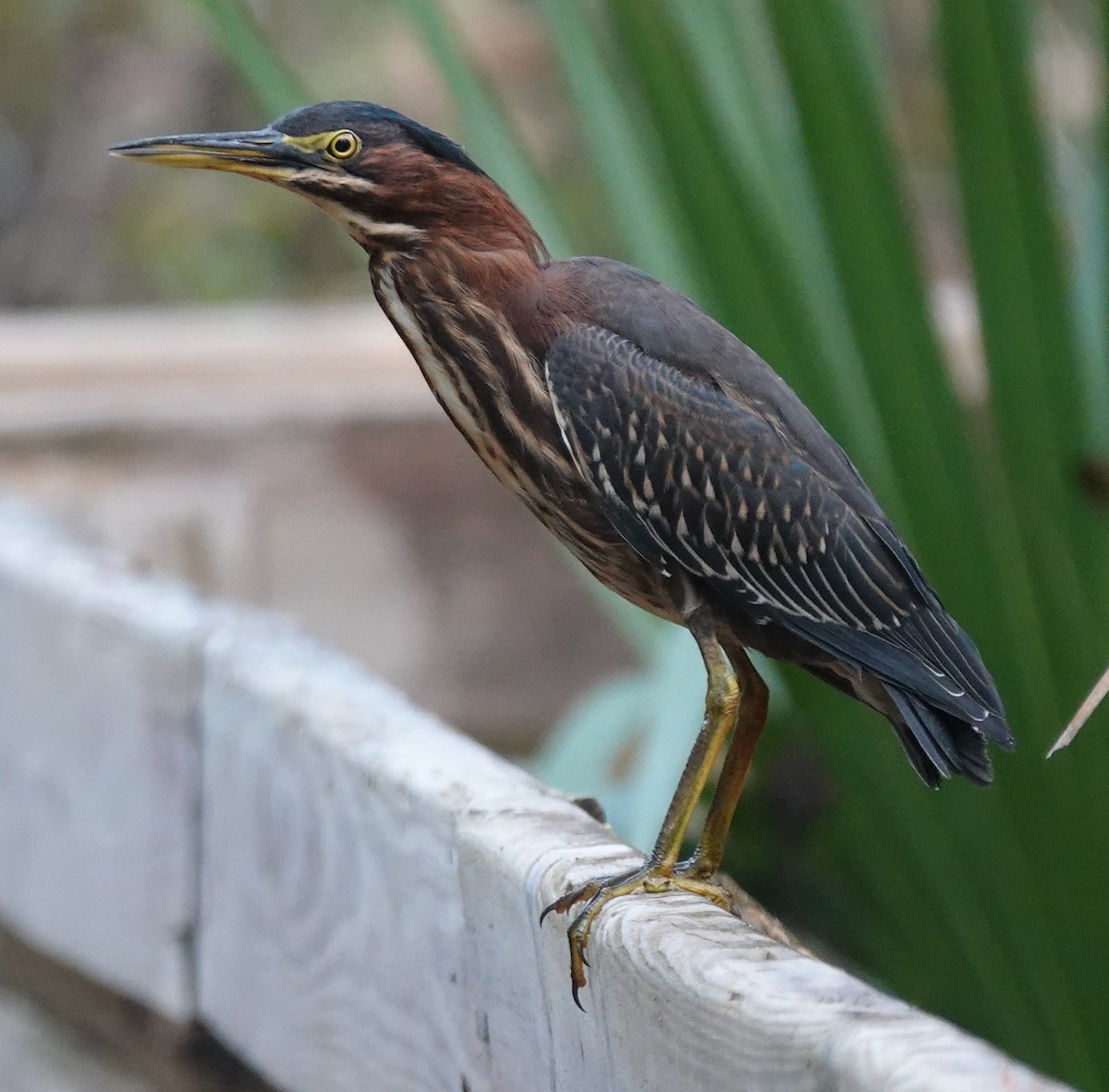 Green Heron - ML624155275