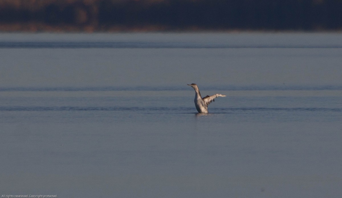 Red-throated Loon - ML624155287