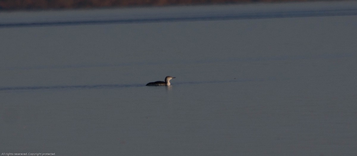 Red-throated Loon - ML624155288