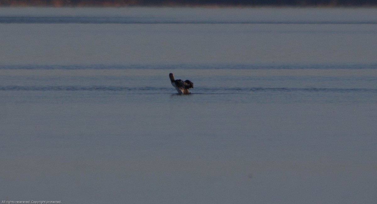 Red-throated Loon - ML624155289