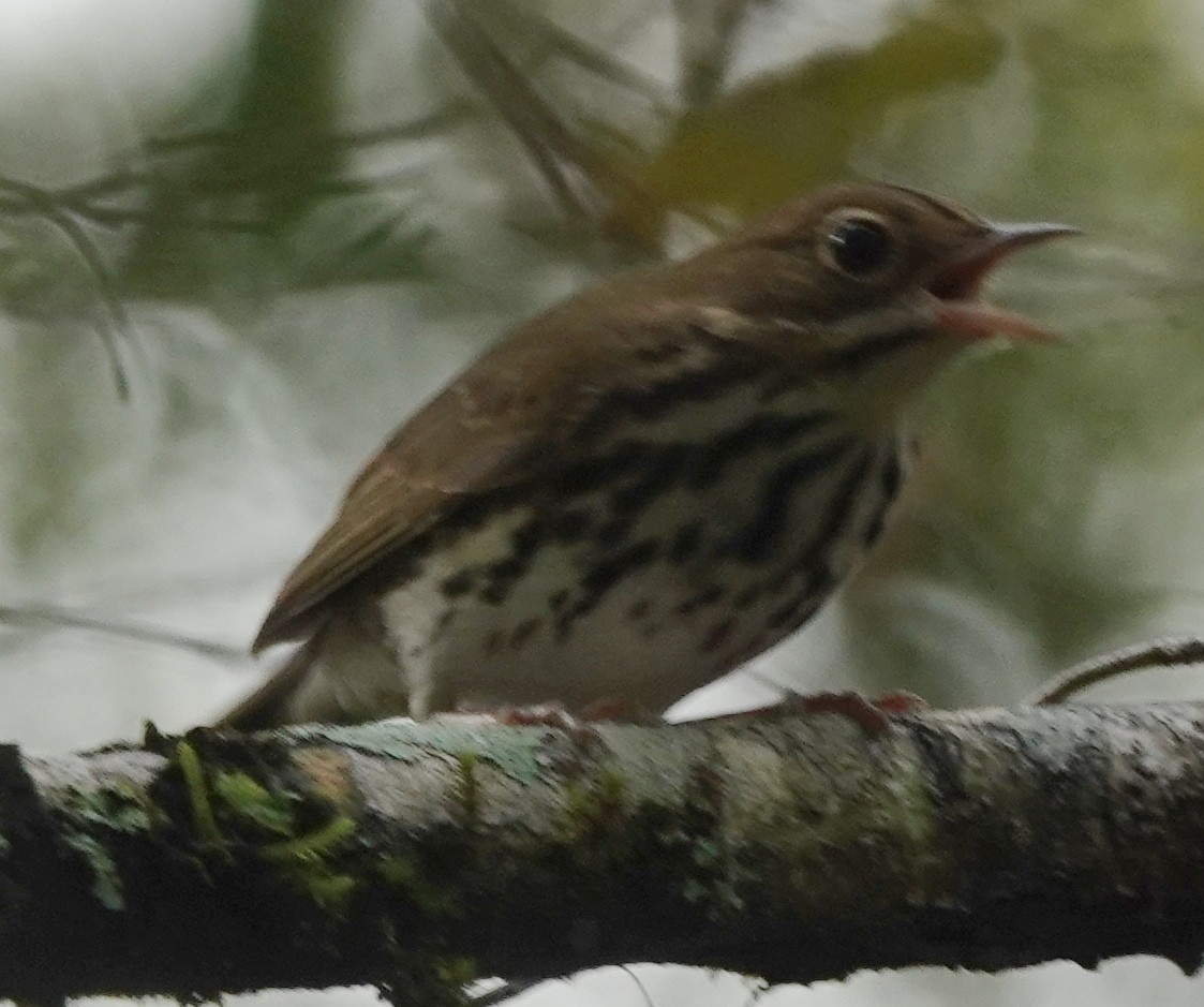 Ovenbird - ML624155291