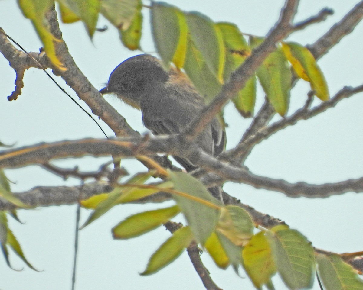 Eastern Phoebe - Aubrey Merrill