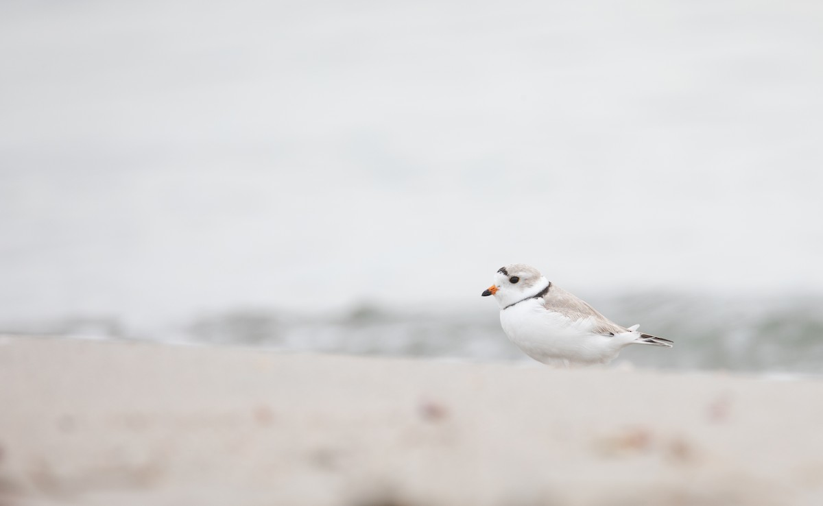 Piping Plover - ML624155296