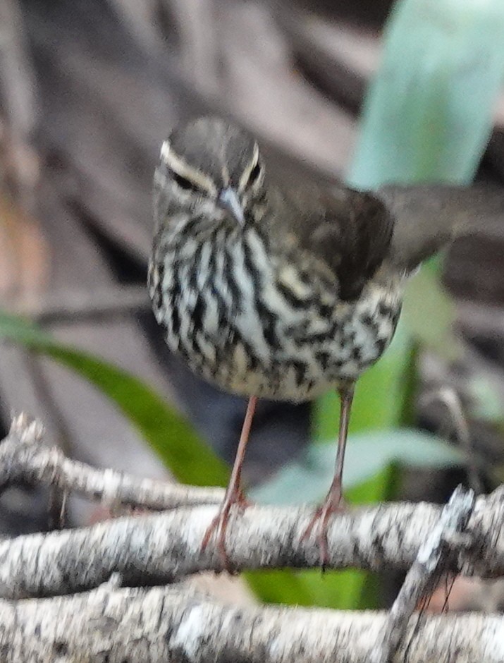 Northern Waterthrush - ML624155305