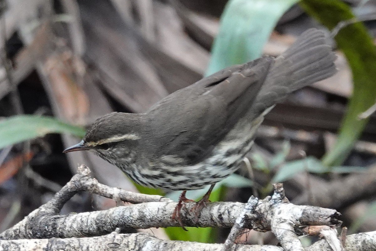 Northern Waterthrush - ML624155306