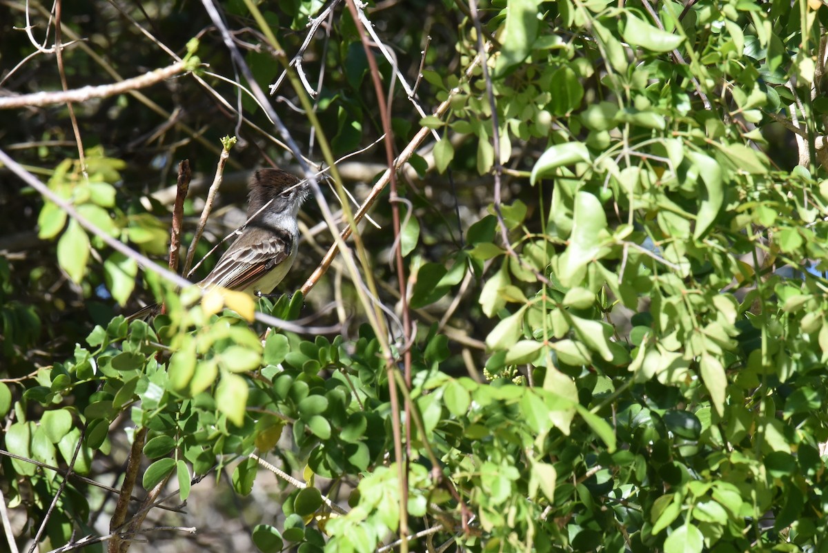 Stolid Flycatcher - ML624155309