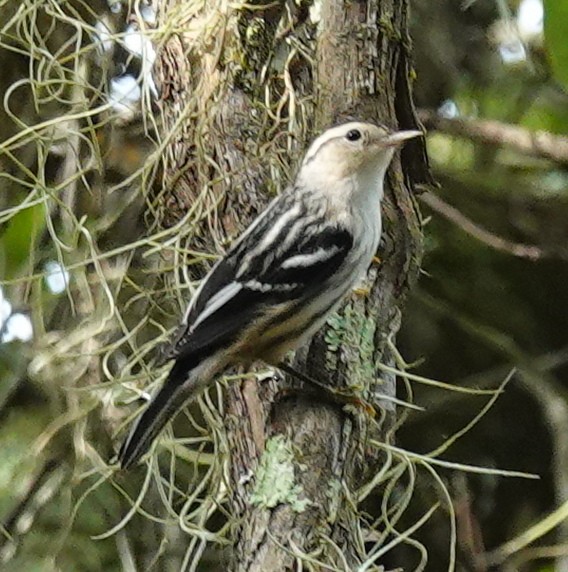 Black-and-white Warbler - ML624155311