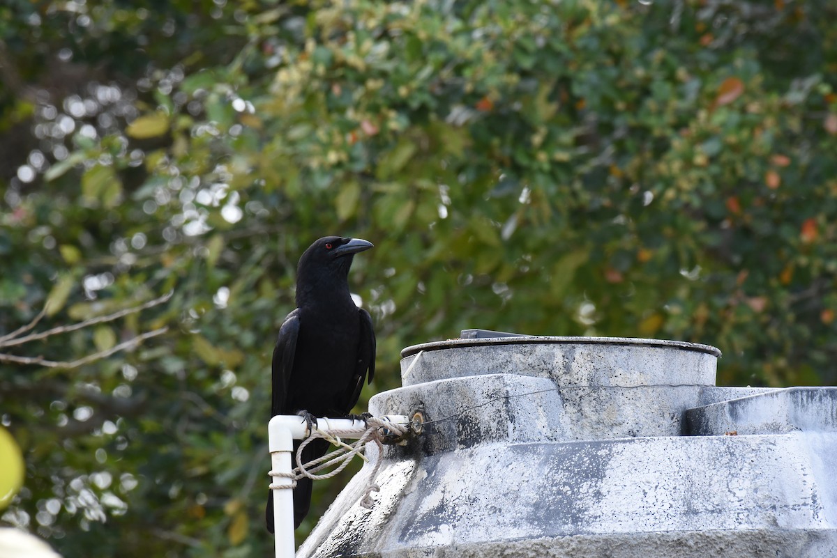 White-necked Crow - ML624155312