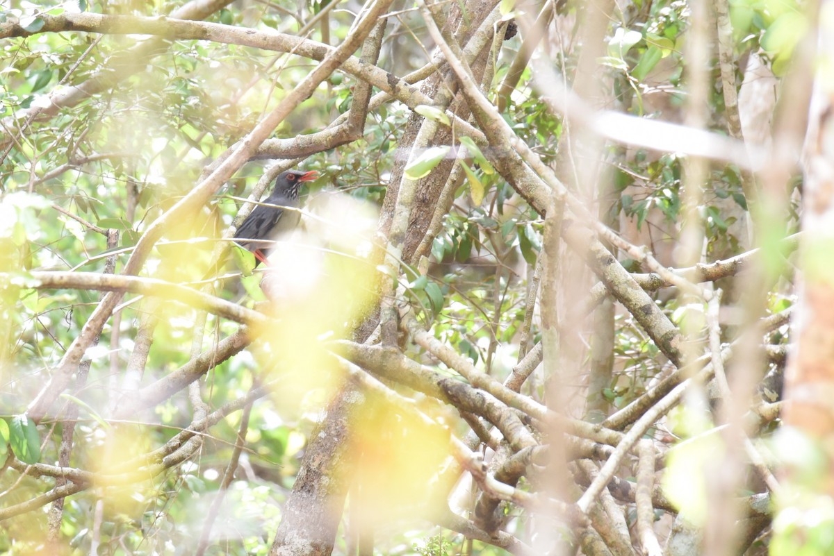 Red-legged Thrush (Antillean) - ML624155328