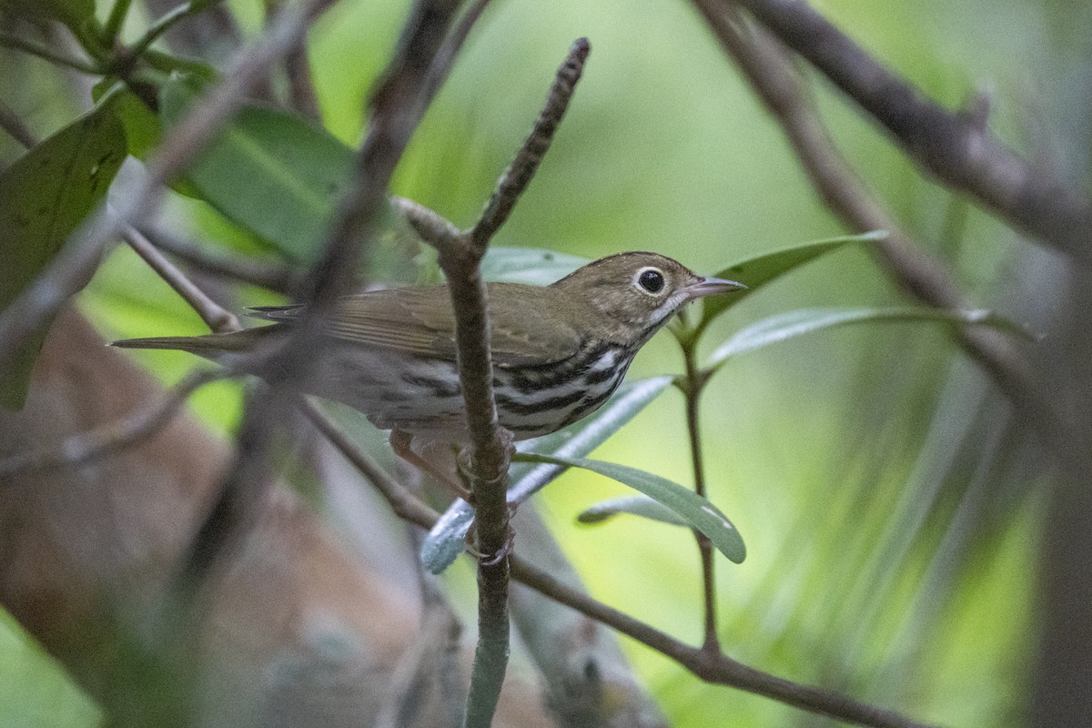 Ovenbird - Joni Reeder