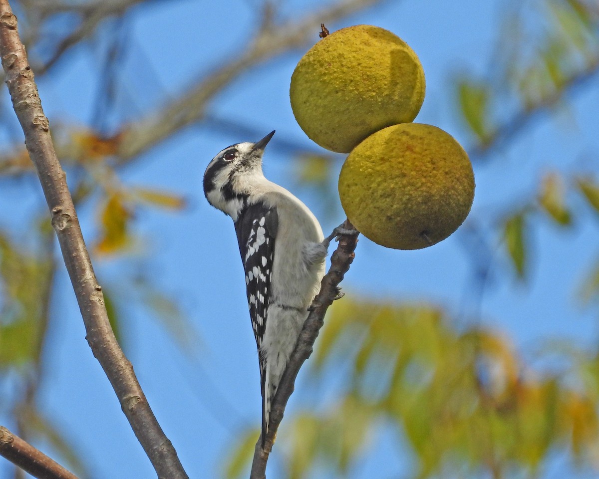 Downy Woodpecker - ML624155362