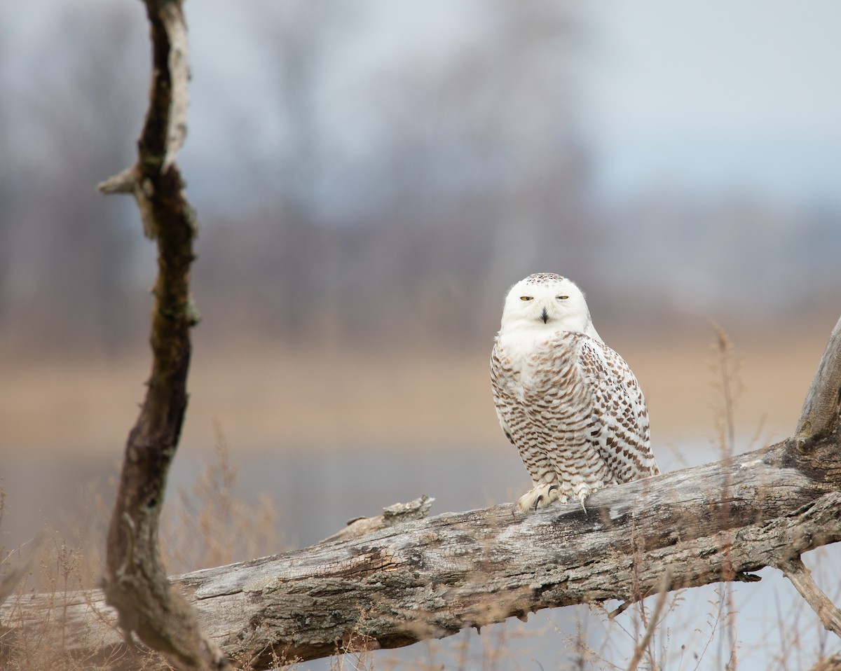 Snowy Owl - ML624155382