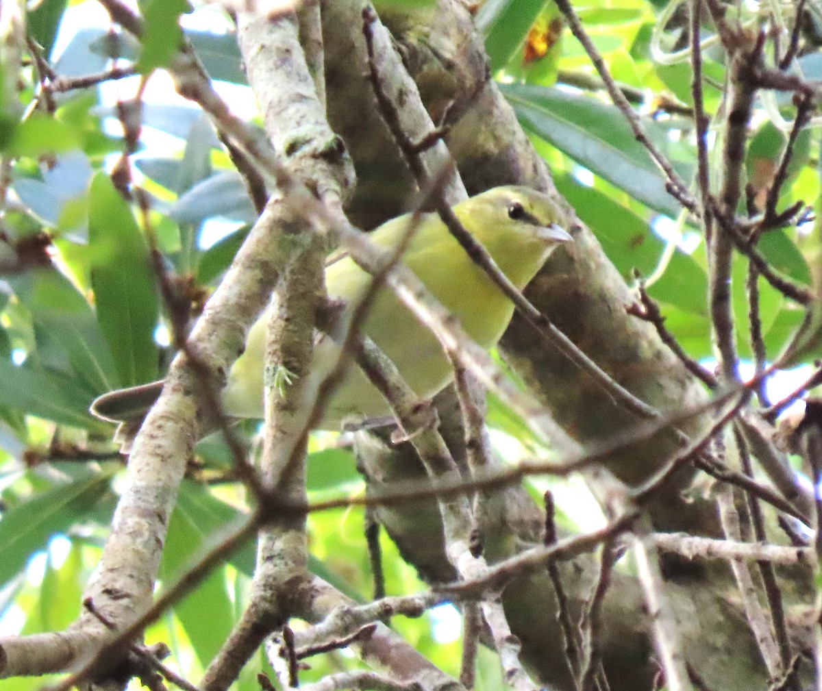 Tennessee Warbler - Steve Aversa