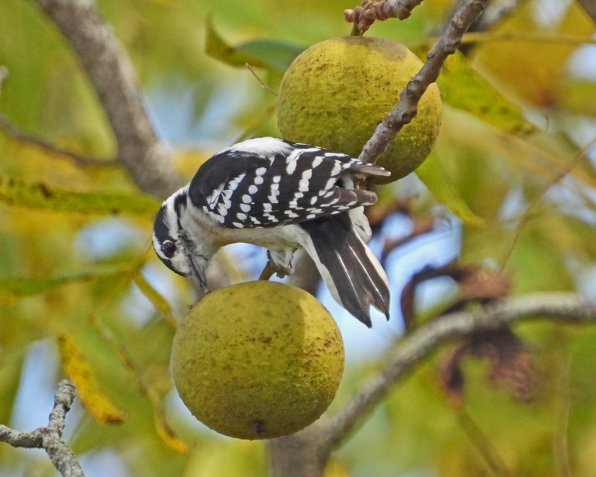 Downy Woodpecker - ML624155399