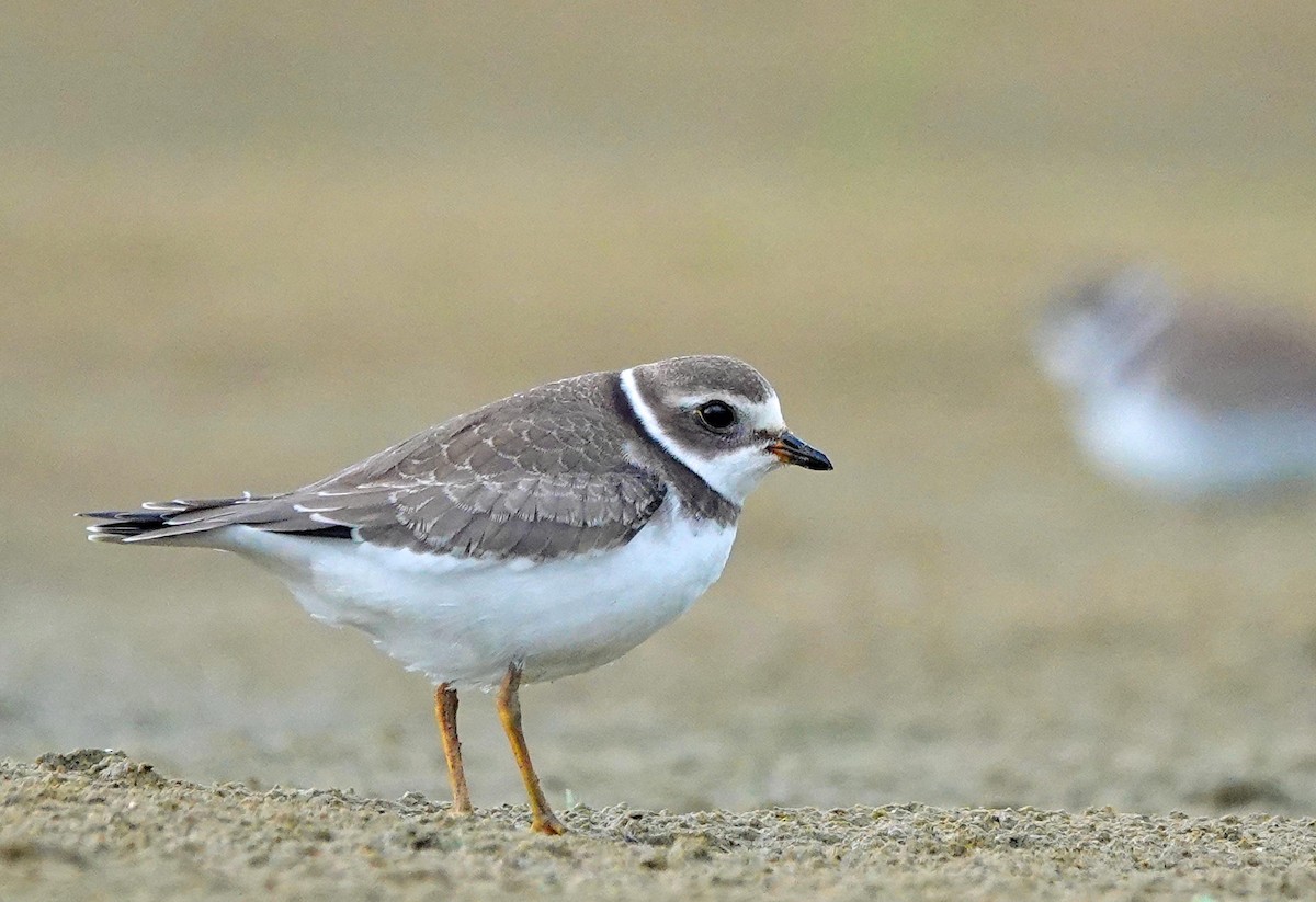 Semipalmated Plover - Mike Burkoski