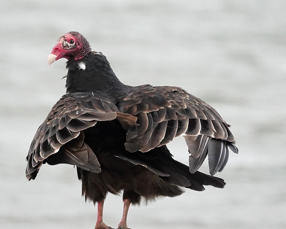 Turkey Vulture - ML624155412