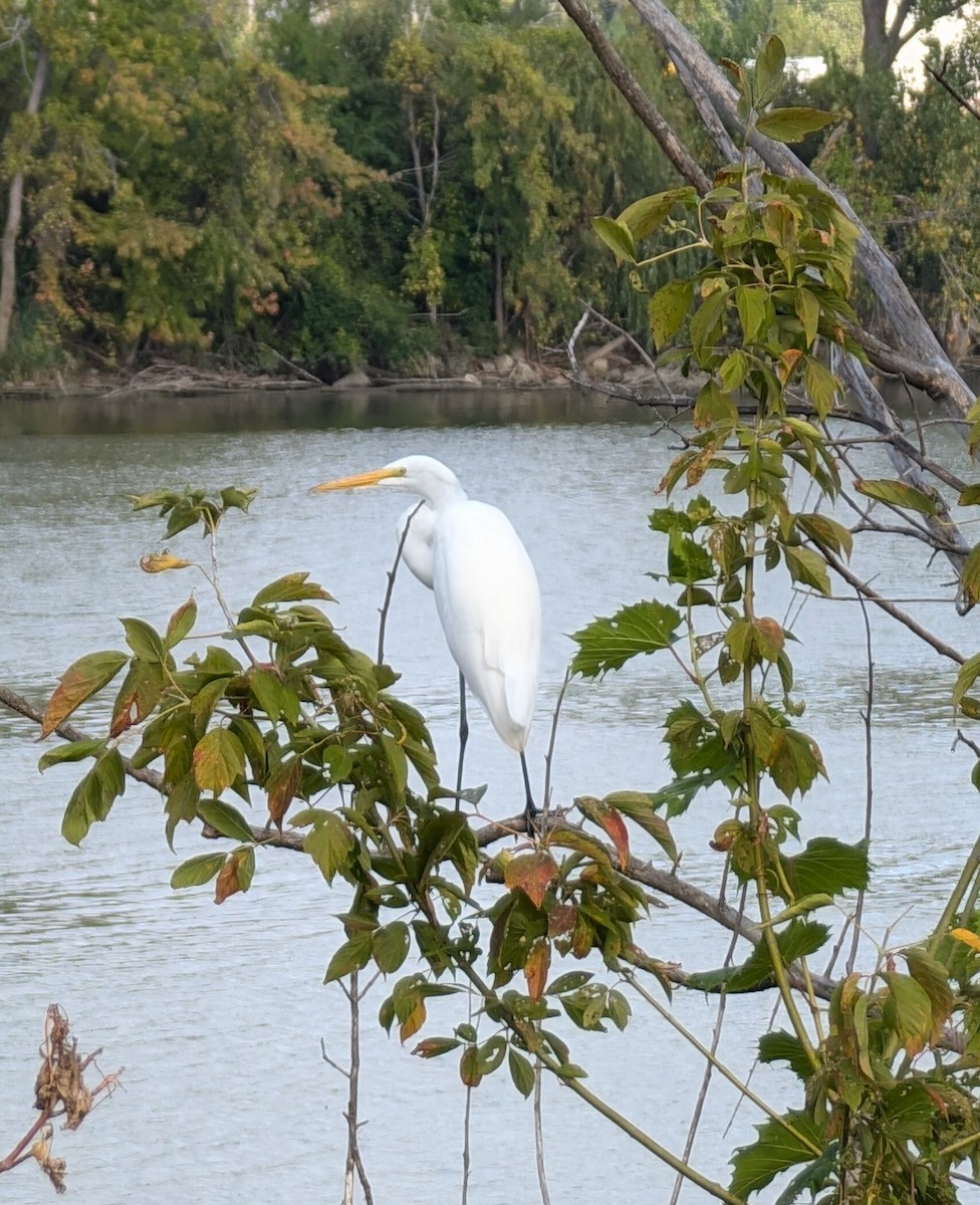 Great Egret - ML624155422